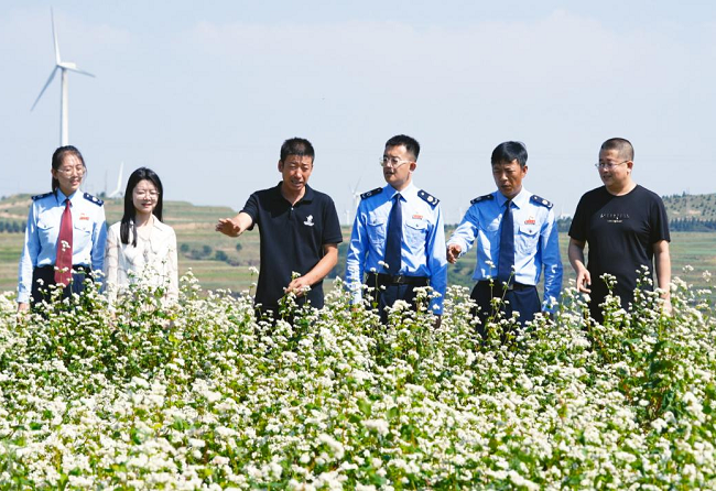 平鲁税务：税惠助力荞麦花开1.png