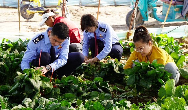 朔州应县税务：减负担 增动能 税惠铺就富农路