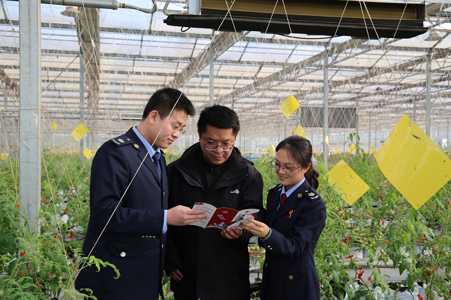 1.灵石县税务局“税惠助农”先锋队在山西鑫奥特农业开发有限公司种植区为工作人员讲解税惠政策（图为番茄种植区）.jpg